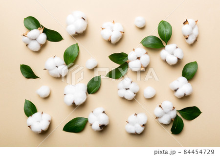 Autumn Floral Flat lay background composition. Dried white fluffy cotton flower branchwith green leaf top view on colored table with copy space Autumn Floral Flat lay background composition. Dried white fluffy cotton flower branchwith green leaf top view on colored table with copy space 84454729