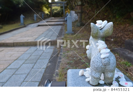 白兎神社参道と鳥居　鳥取 84455321