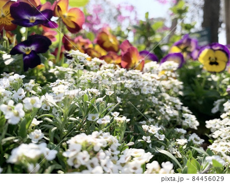 下丸子公園の花壇（東京都大田区） 84456029
