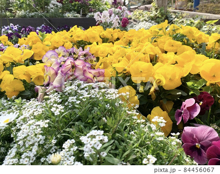 下丸子公園の花壇(東京都大田区) 下丸子公園の花壇(東京都大田区) 84456067