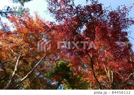 見上げたら紅葉、泉自然公園【2021.11.27 千葉県千葉市】 84456112