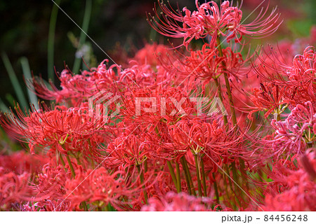 満開のヒガンバナの花 満開のヒガンバナの花 84456248