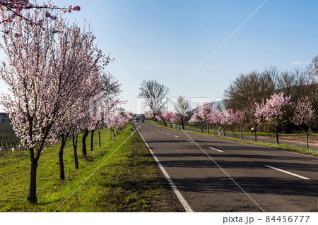 Almond blossom on the German Wine Route near Bad Duerkheim, Rhineland-Palatinate, Germany 84456777