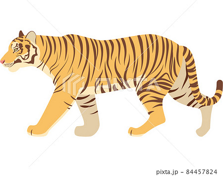 歩くリアルな虎のイラストのイラスト素材