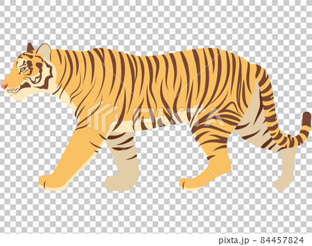 歩くリアルな虎のイラストのイラスト素材