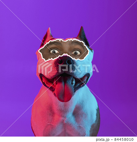 Contemporary art collage of dog with male, human eyes element isolated over gradient purple background in neon lights. Happy and excited 84458010