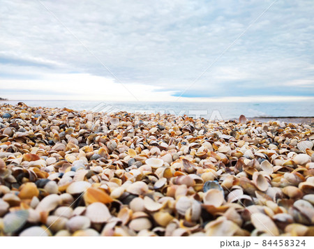 Sea shells on sand beach summer background Sea shells on sand beach summer background 84458324