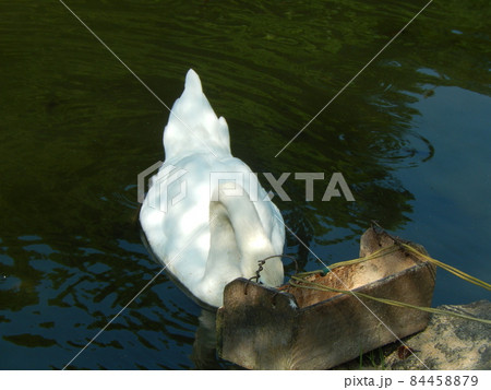 彦根城の堀でエサを食べる白鳥 彦根城の堀でエサを食べる白鳥 84458879