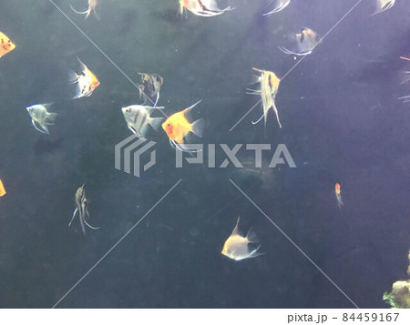 Multi-colored beautiful fish swim in an aquarium or underwater in the ocean on a coral reef. Concept: tourism, marine life, diving 84459167