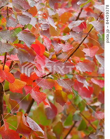 紅葉（ナンキンハゼ：水滴付き） 84459378