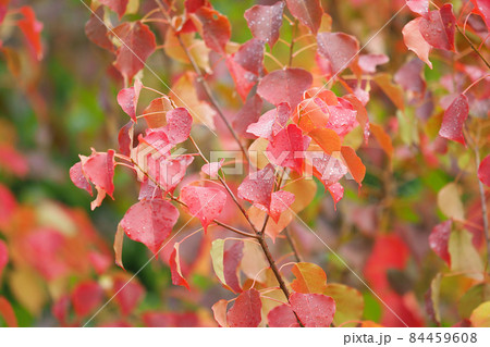 紅葉（ナンキンハゼ：水滴付き） 84459608