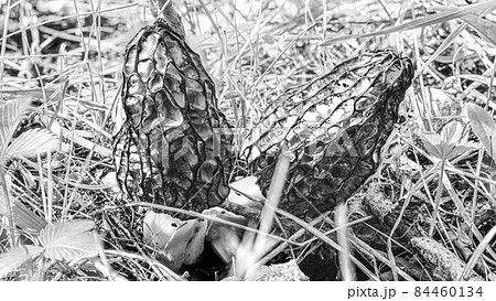 Two morels mushrooms in a forest clearing among the grass, eaten by insects on the inside 84460134