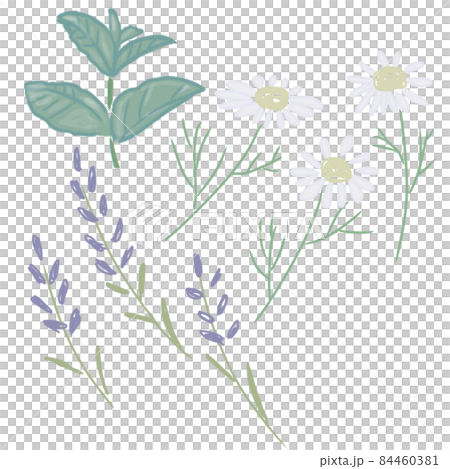 Fragrant herbs 84460381