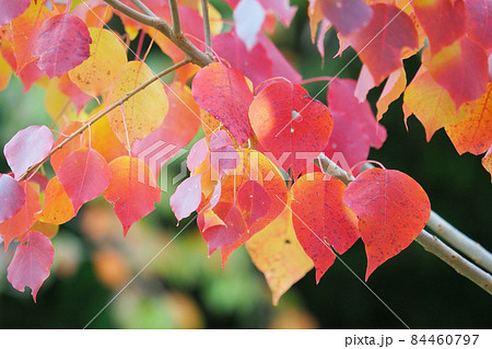 紅葉(ナンキンハゼ) 紅葉(ナンキンハゼ) 84460797