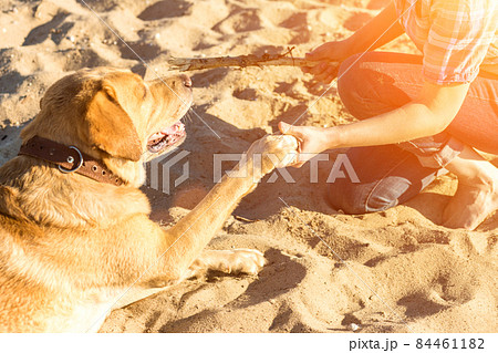 Portrait of young beautiful woman in sunglasses sitting on sand beach with golden retriever dog. Girl with dog by sea. Sun flare Portrait of young beautiful woman in sunglasses sitting on sand beach with golden retriever dog. Girl with dog by sea. Sun flare 84461182