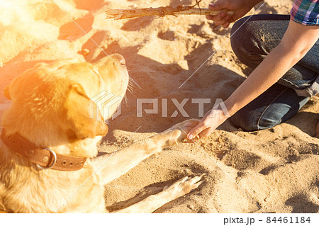 Portrait of young beautiful woman in sunglasses sitting on sand beach with golden retriever dog. Girl with dog by sea. Sun flare Portrait of young beautiful woman in sunglasses sitting on sand beach with golden retriever dog. Girl with dog by sea. Sun flare 84461184