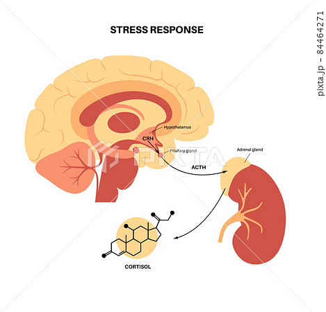 Stress responce system 84464271