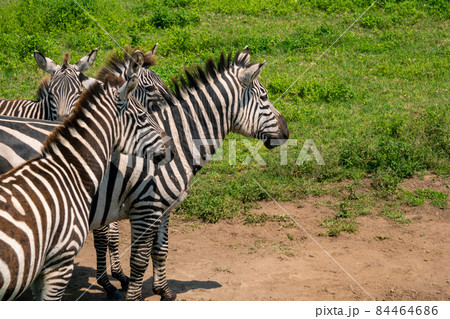Plains zebras, also known as the common zebra. Ngorongoro Concervation Area, Tanzania Plains zebras, also known as the common zebra. Ngorongoro Concervation Area, Tanzania 84464686