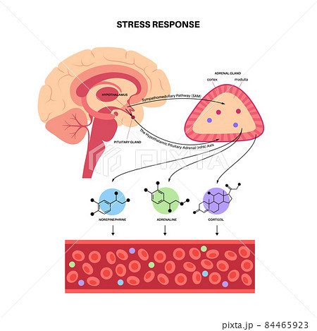 Stress responce system Stress responce system 84465923