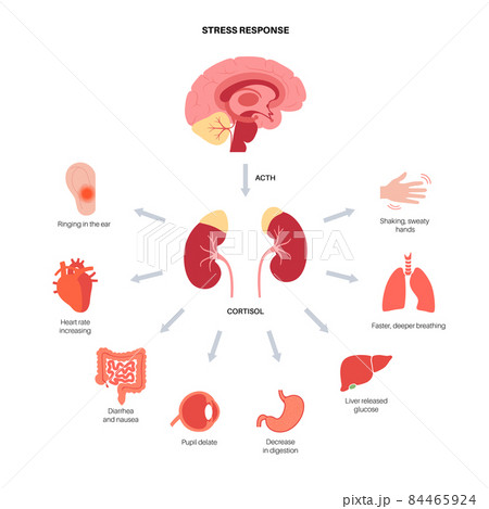 Stress responce system 84465924