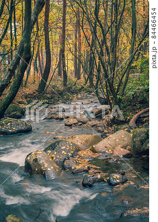 幻想的な森【秋】 84466454