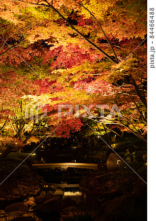 大田黒公園紅葉ライトアップ 大田黒公園紅葉ライトアップ 84466488