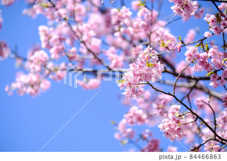 春イメージ 河津桜 春イメージ 河津桜 84466863