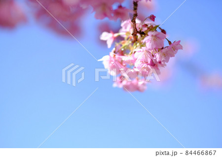 春イメージ　河津桜 84466867