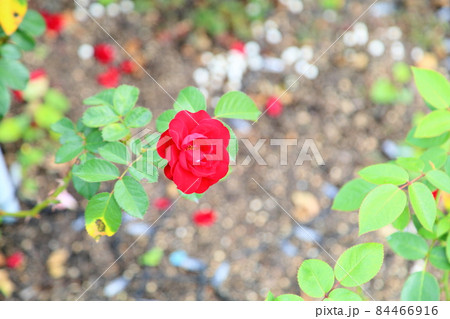 バラの花　ラバグルート 84466916