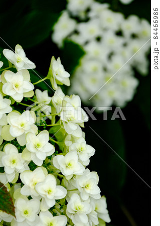 柏葉紫陽花 84466986