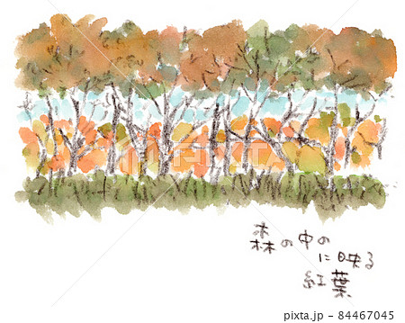 秋の風景、林道の中から見た紅葉。手描き水彩画イラスト 84467045
