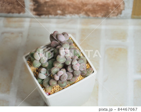 多肉植物桃美人 多肉植物桃美人 84467067