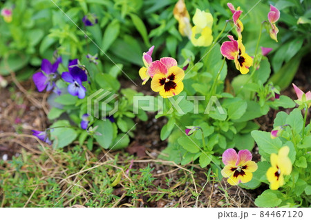ビオラの花 84467120