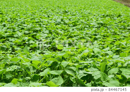 芽吹いた蕎麦 芽吹いた蕎麦 84467145