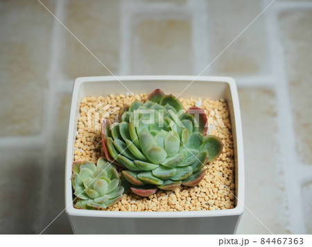 多肉植物エレガンス 84467363