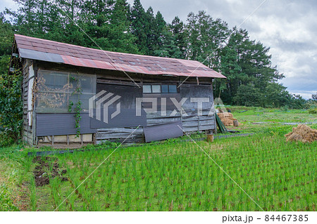 小屋の蔦 小屋の蔦 84467385