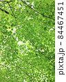 鮮やかな緑が揺れる初夏のモミジ 84467451