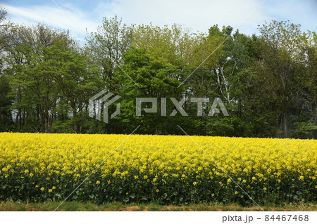 菜の花畑_北海道 菜の花畑_北海道 84467468