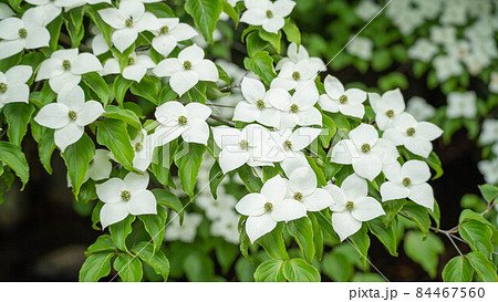 ヤマボウシの花 84467560