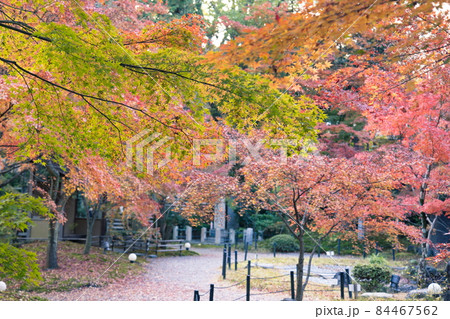 京都長岡天満宮の紅葉 84467562