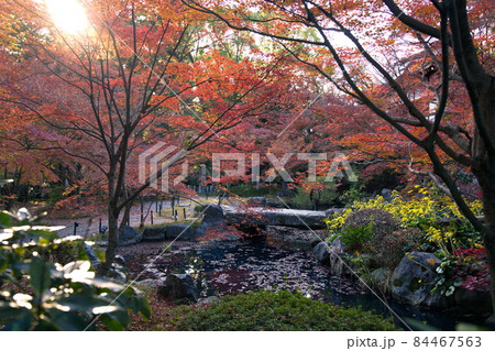 京都長岡天満宮の紅葉 84467563