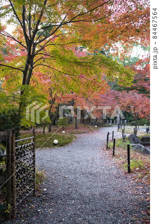 京都長岡天満宮の紅葉 京都長岡天満宮の紅葉 84467564