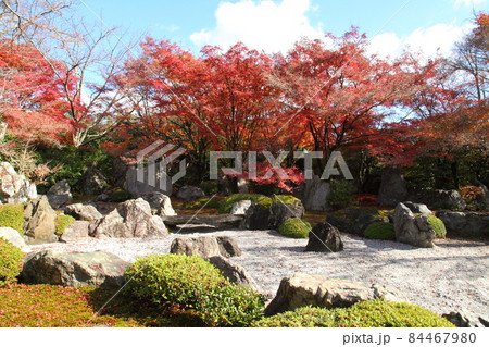将軍塚青龍殿の紅葉 84467980
