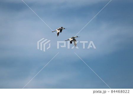霞ヶ浦上空を飛翔してるソリハシセイタカシギ 霞ヶ浦上空を飛翔してるソリハシセイタカシギ 84468022