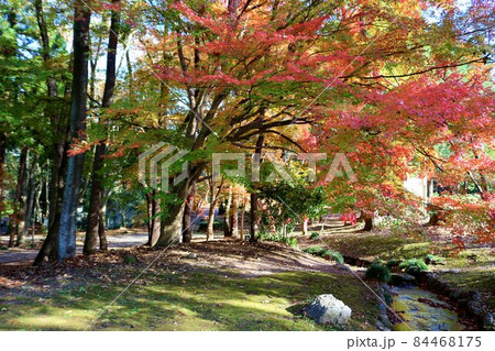 きれいに色づく森 小川 風景 きれいに色づく森 小川 風景 84468175