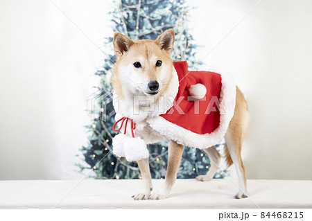 サンタクロースの衣装を着て微笑む柴犬 84468215