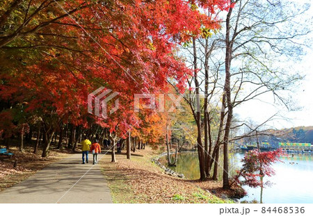 赤い彩の散策路　穏やかな秋　風景 84468536