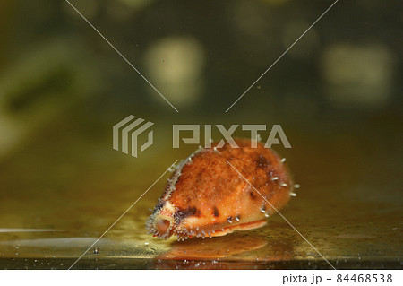 メダカラ メダカラガイ タカラガイ 貝 メダカラ メダカラガイ タカラガイ 貝 84468538