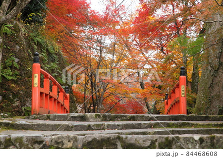 三千院門前の紅葉 三千院門前の紅葉 84468608