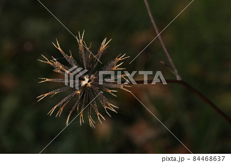 自然　植物　コシロノセンダングサ、果実です。刺状の冠毛にはたくさんの返し、これでガッツリくっつきます 84468637